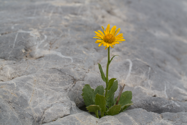 Blume die aus dem Felsen wächst